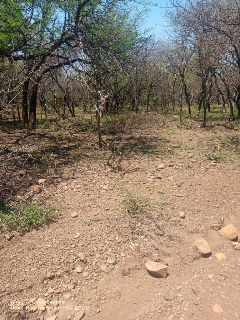 Online Auction: Vacant Stand in Buffelsdrift Game and Nature Reserve.