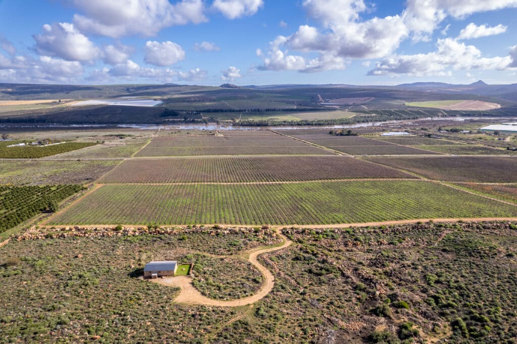 Business Rescue: Table Grape Farm With Water Rights On Auction In Clanwilliam