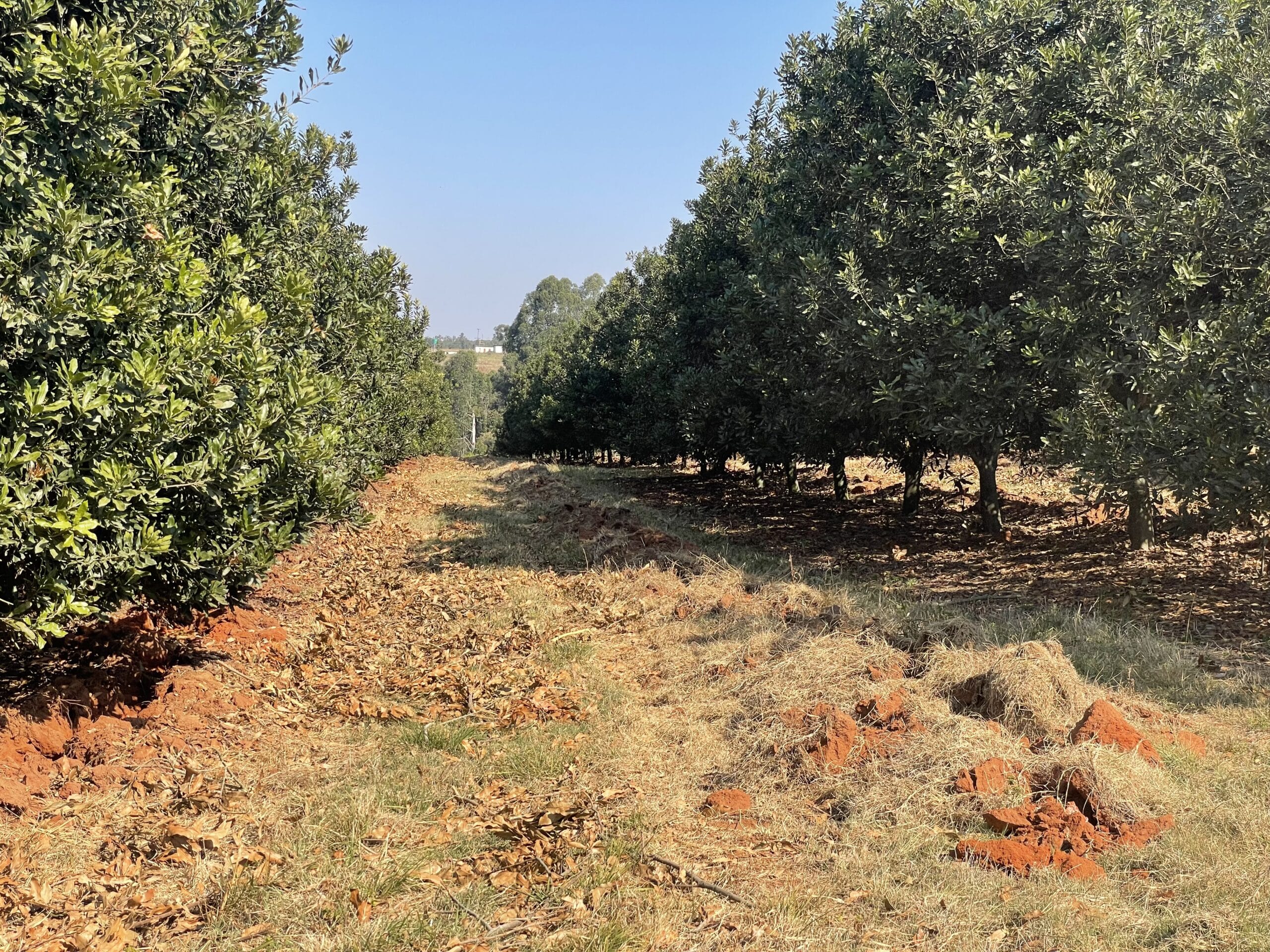 Prime Export Commercial Farm 21Ha Macs With water rights , White River